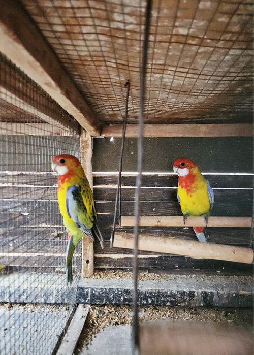 Papagali Rosella standard
