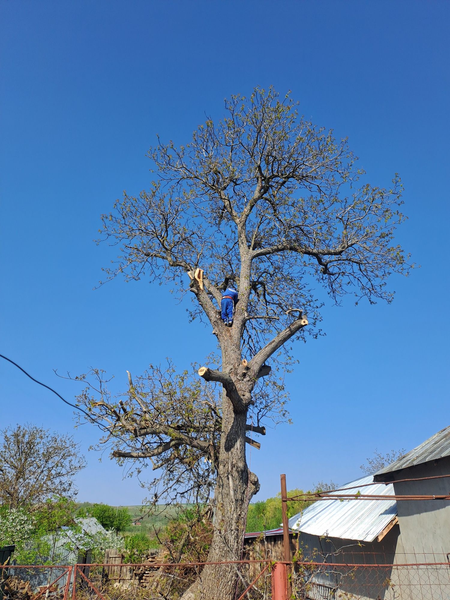 Tuns Gazon/Tuns Iarbă/Defrișări/Tăiere Arbori/Rapid.