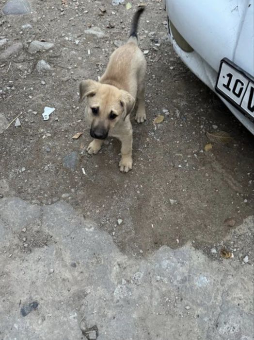 Отдам щеночка в добрые руки!!!