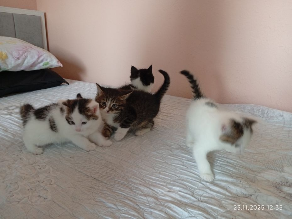 Продадим котят смесь турецкая ангорка