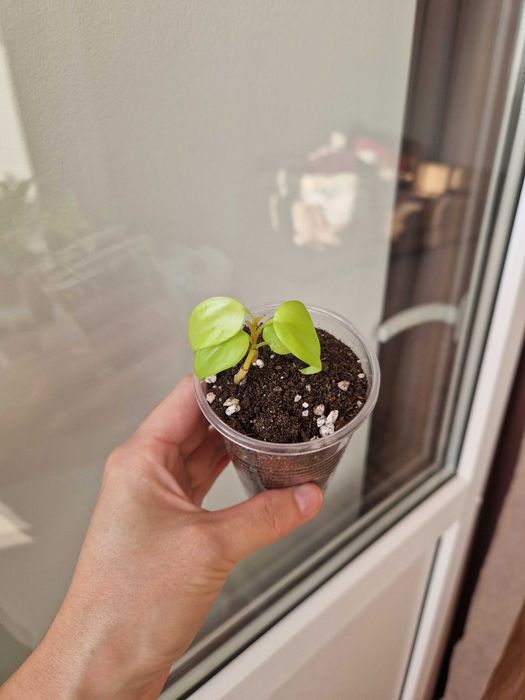 Филодендрон неон