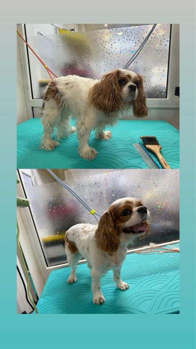 Груминг салон