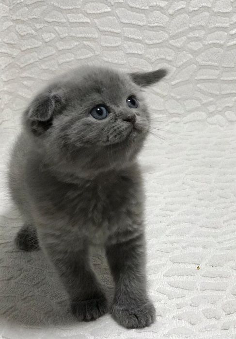 Чудо котики шотландской породы