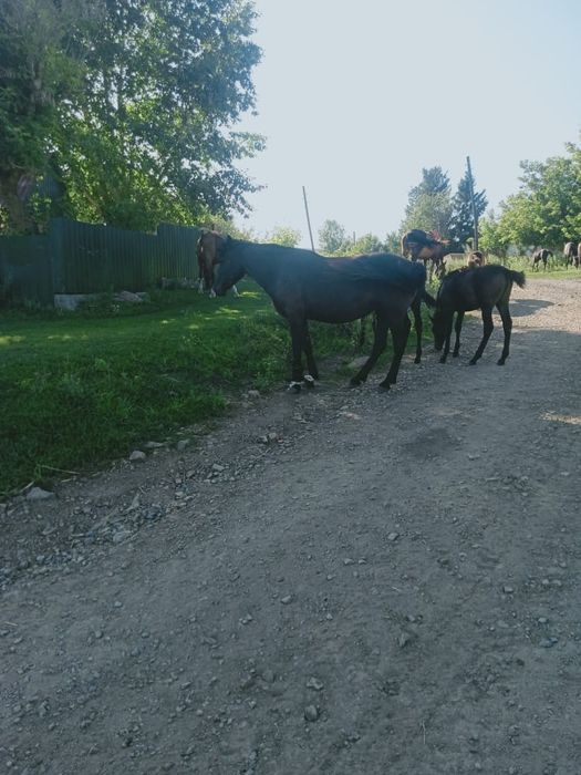 Кобылы жеребя полторашки