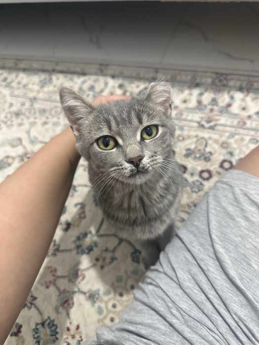 Отдам кота котенка в хорошие руки