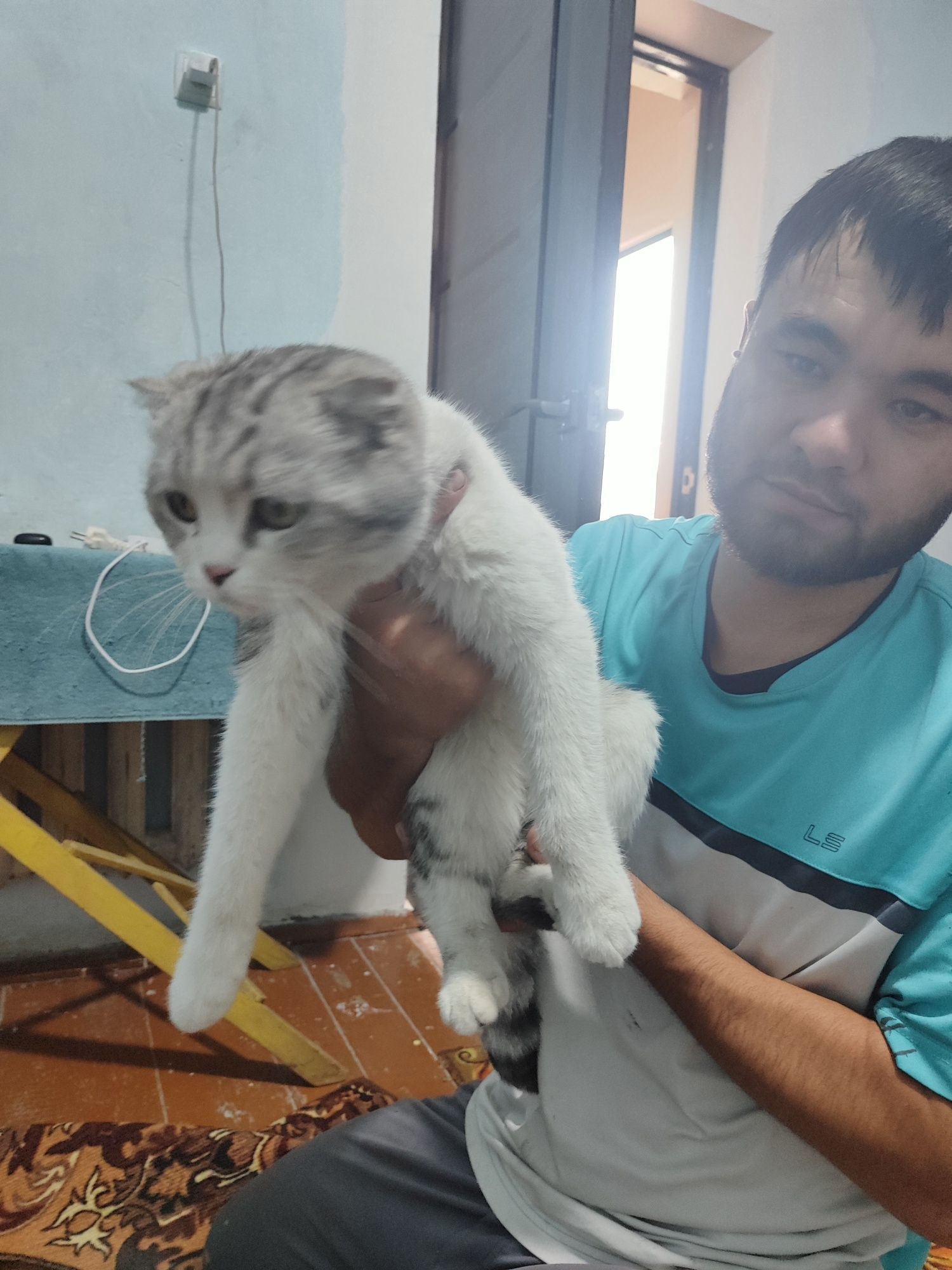 Скоттиш фолд пародали мушук