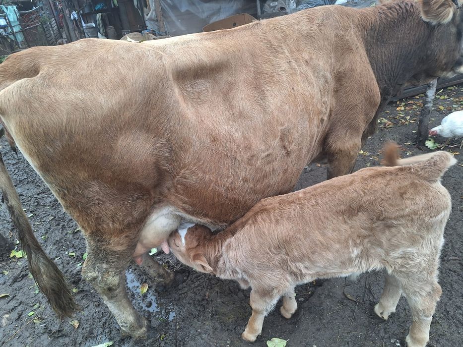 Vand vaca cu vițel de 2 săptămâni