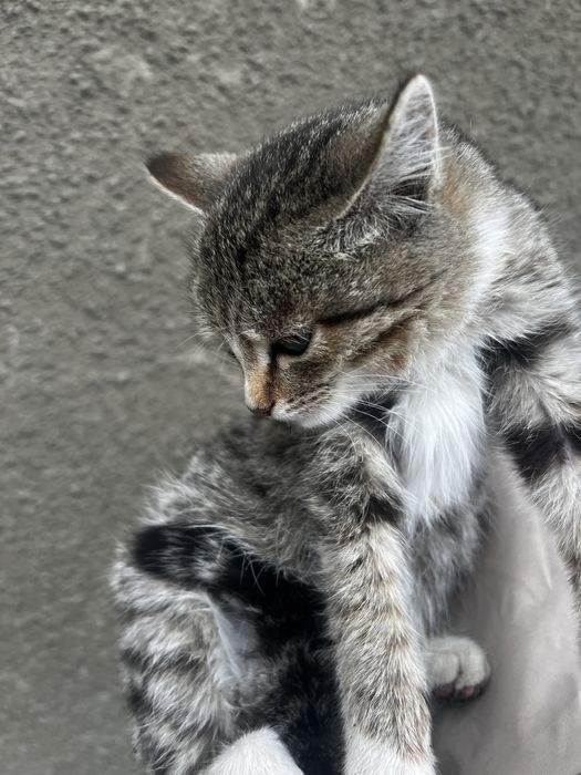 Котенок 4-5 месяца самостоятельный , шустрый мальчик