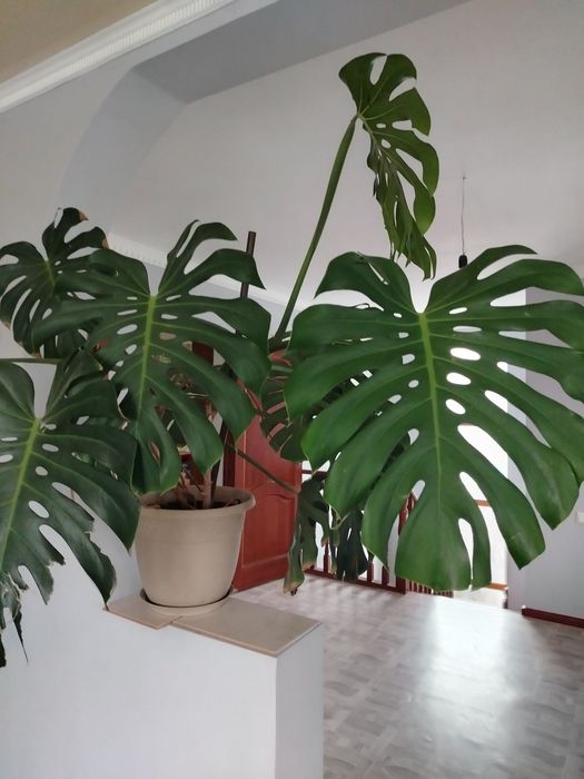 Цветы комнатныие