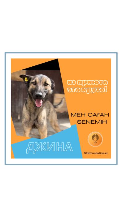 Из приюта это круто! Паспорт и вакцины в подарок!