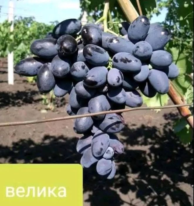 Лозов посадъчен материал и овощен посадъчен материал