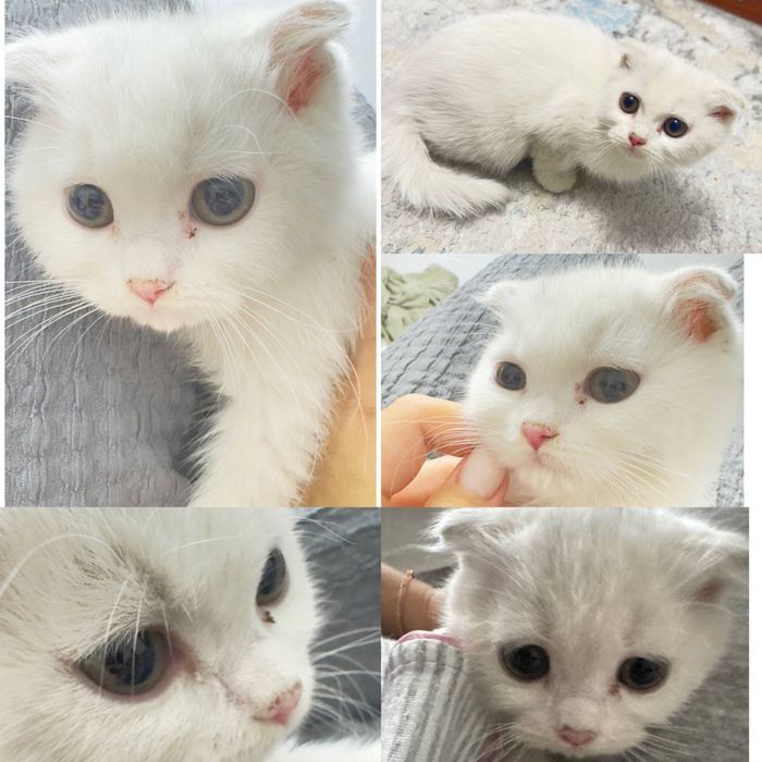 Кошка Мушук Пшак
