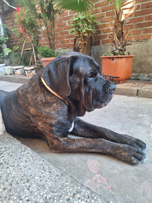 Продавам Кане корсо.Родени на 30.07.2025 г.Остана едно женско!