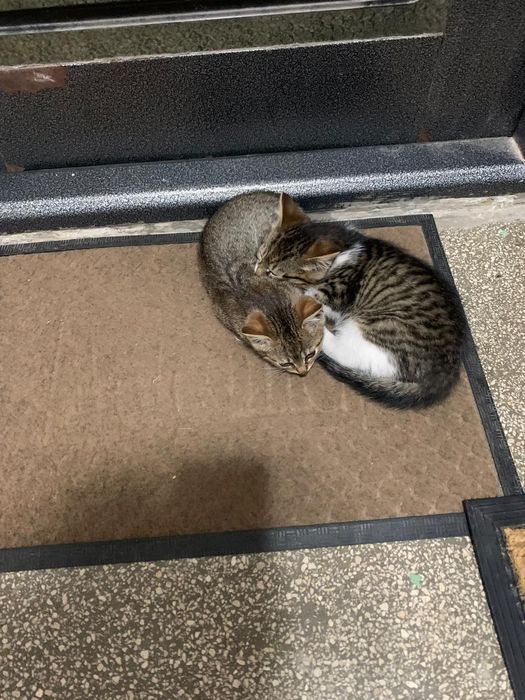 Adoptie 2 pisici ( pisica pisic )