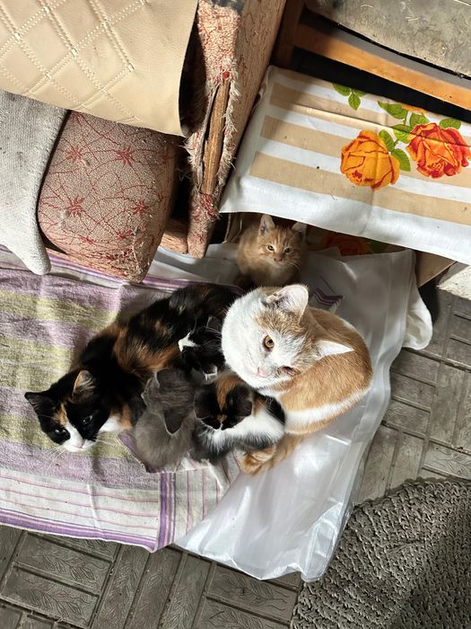 Бесплатно котята