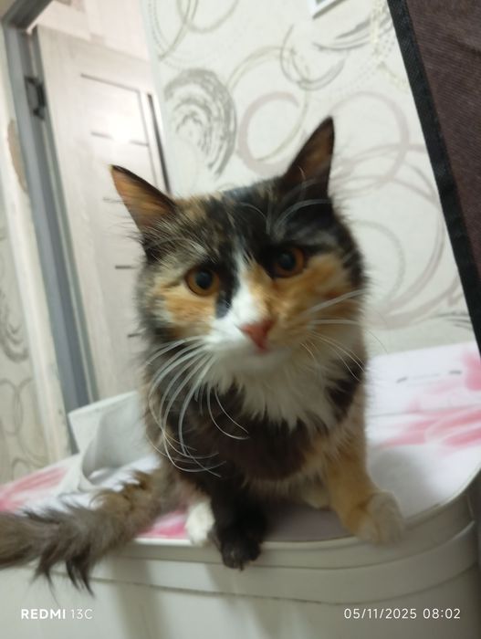 Hadyaga mushuk faqat mehribon qoʻllarga beriladiDomestic longhair