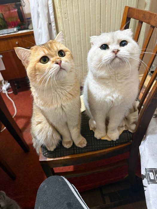 вязка не продажа