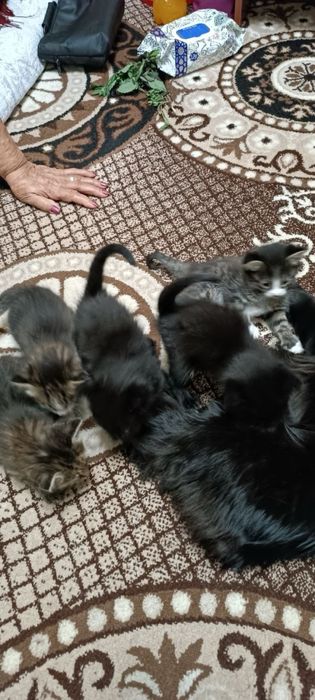 Котята в хорошие руки