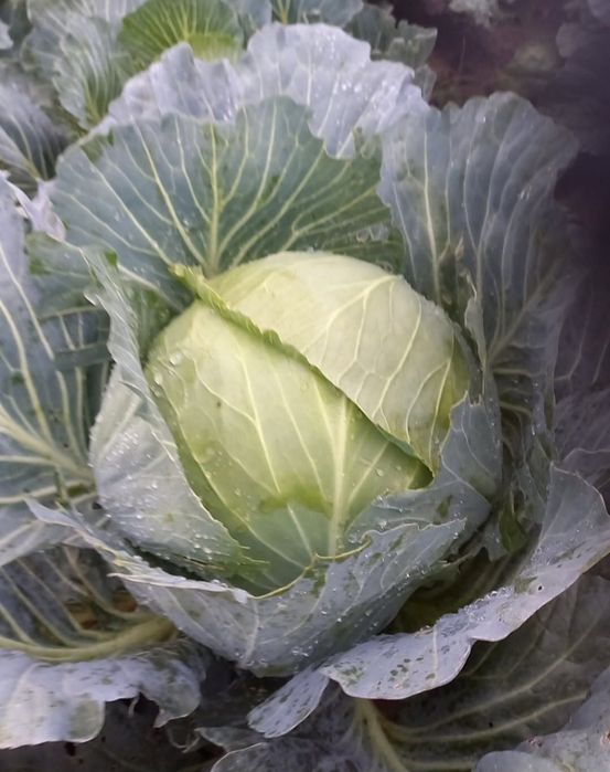 Vând varză 1,5lei/kg în toată țara!