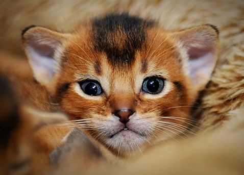 Чистокровные  Абиссины. Алматы. Под Резерв