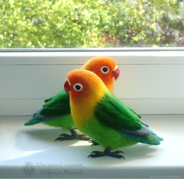 Домашние попугаи разных видов, от 6000