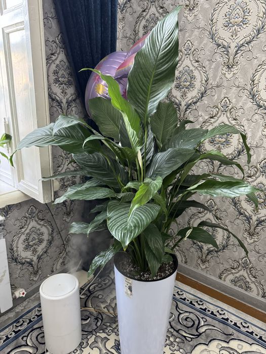 Spatifillum (ayol baxti)tuvak gul sotiladi