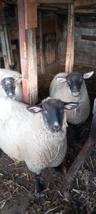 Vând oi tinere metis sufolk . Preț 6000 ron . Posibil gestante