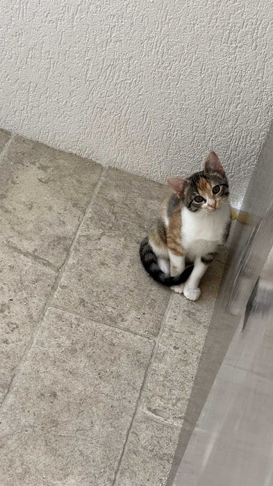 Pisoi de adoptat