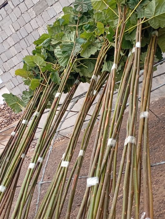 *ПАВЛОВНИЯ көшеттері сатылады.Суыққа төзімді болады.Көлеңке тез береді