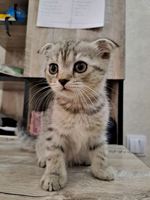 Продаётся КОТЁНОК