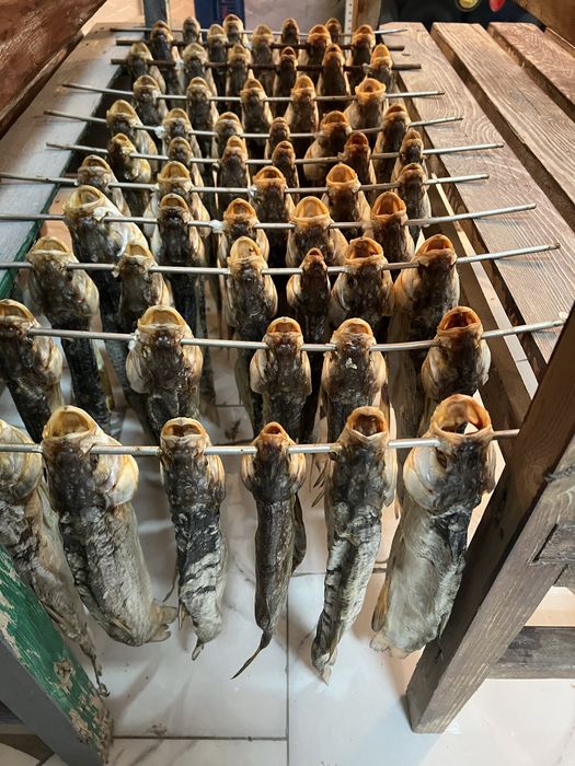 Жерех сушенный вяленый этого года