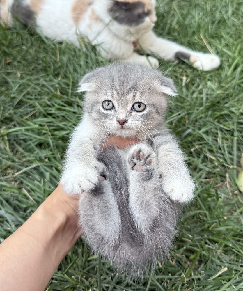 Скотиш фолд продается