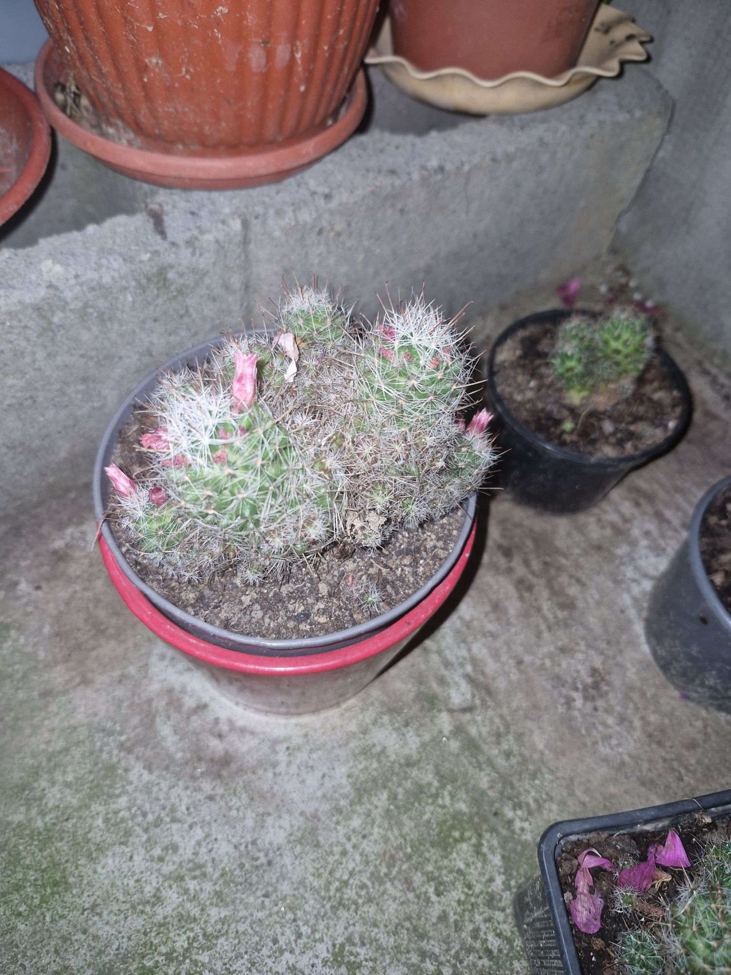 Plante de vânzare