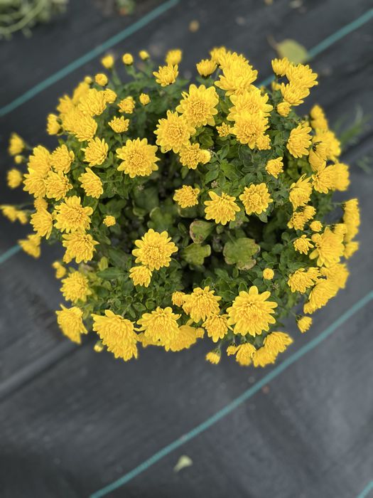 Crizanteme en gross .Comuna Unirea,Dolj.15 lei bucata