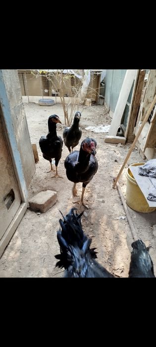 3 Моки 1 хуроз сотилади.