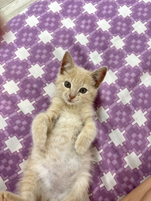 котенок мальчик!