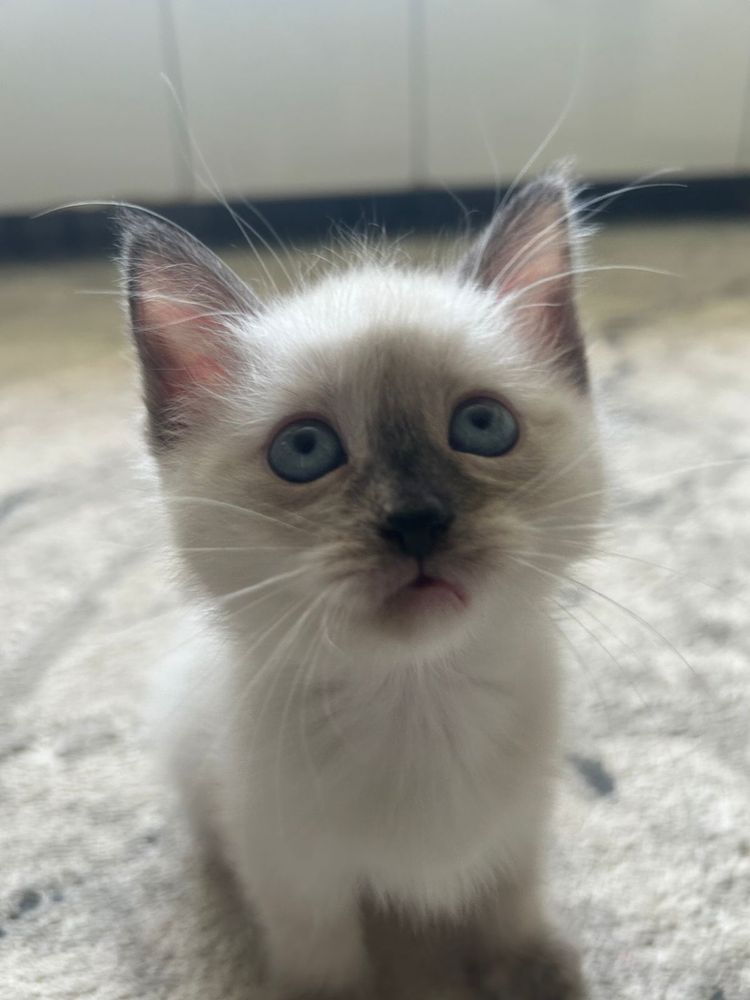 Котят отдам в добрые руки