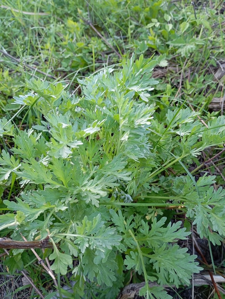 Бял пелин Artemisia absinthium