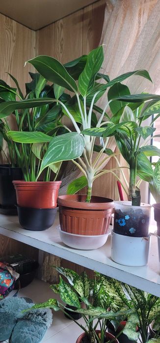 Домашние цветы...