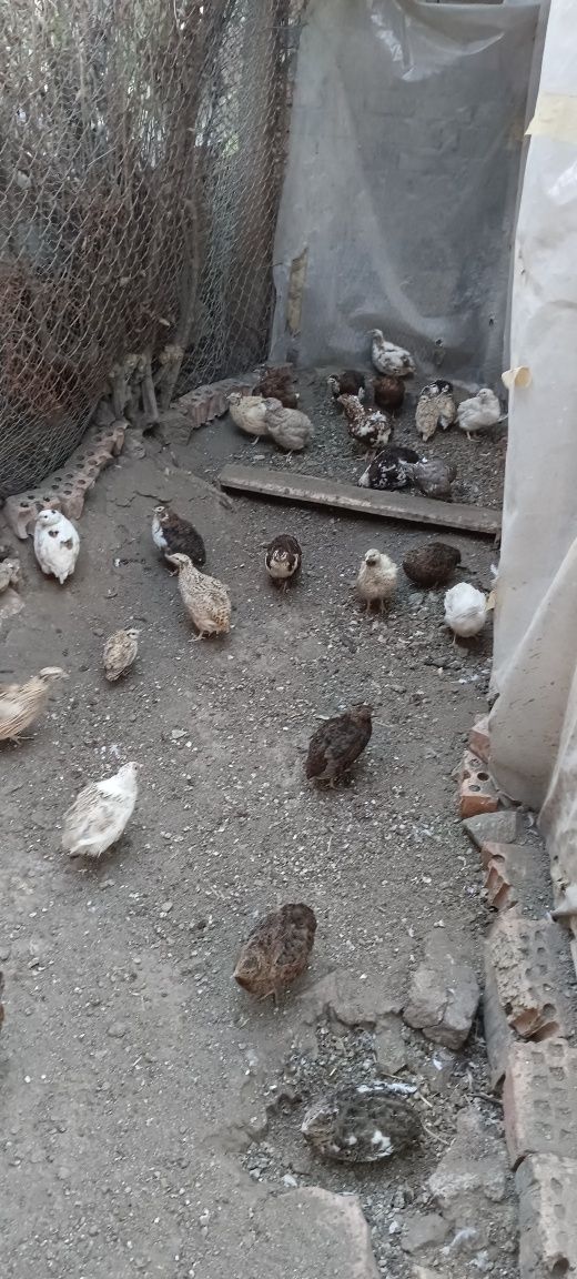 Продавам пъдпъдък и яйца
