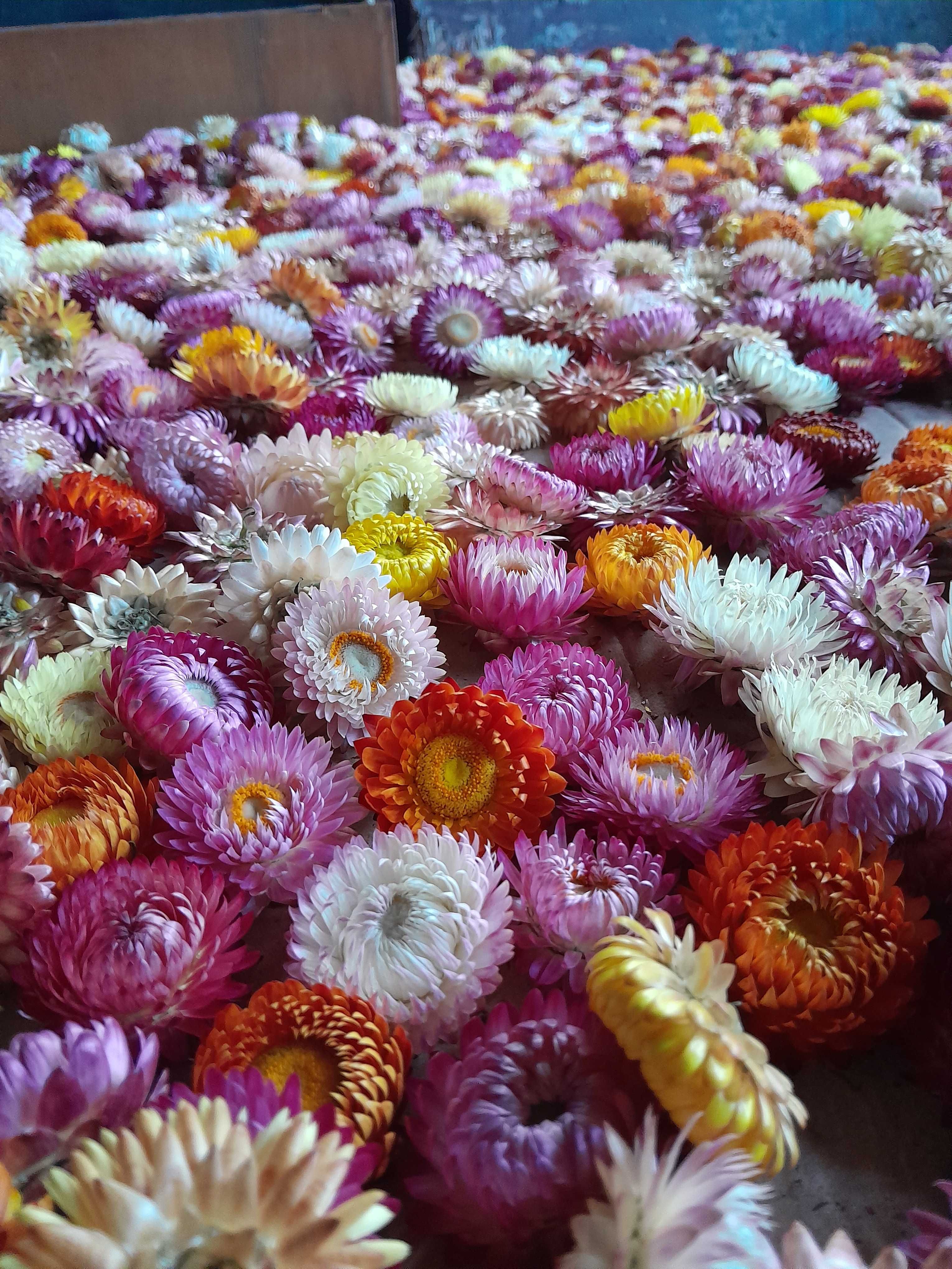 Flori de paie, imortele,helichrysum bracteatum