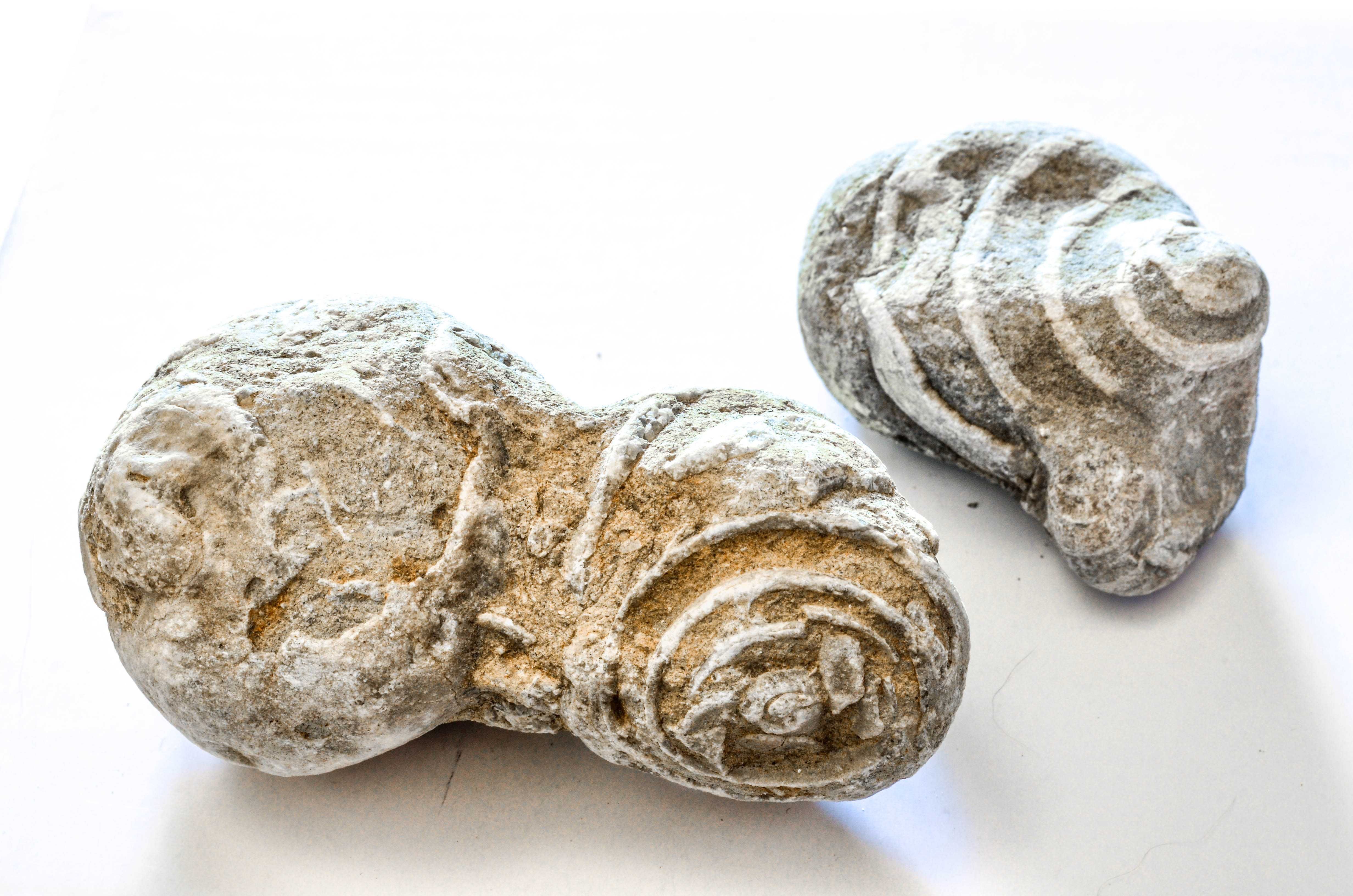 5 fosile melci lemn pietrificat paleontologie gasteropode moluste