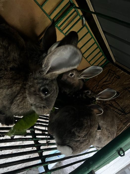 Iepuri Cap de leu cu Belgian