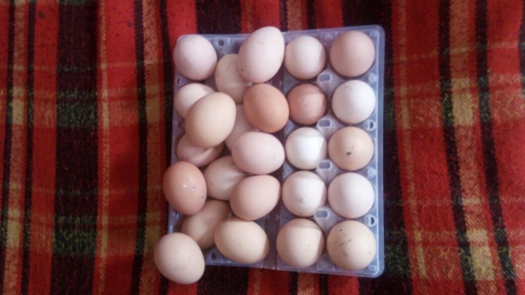 Икубационные яйца.