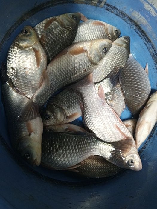 Карась свежий, живой. . Размер разный.