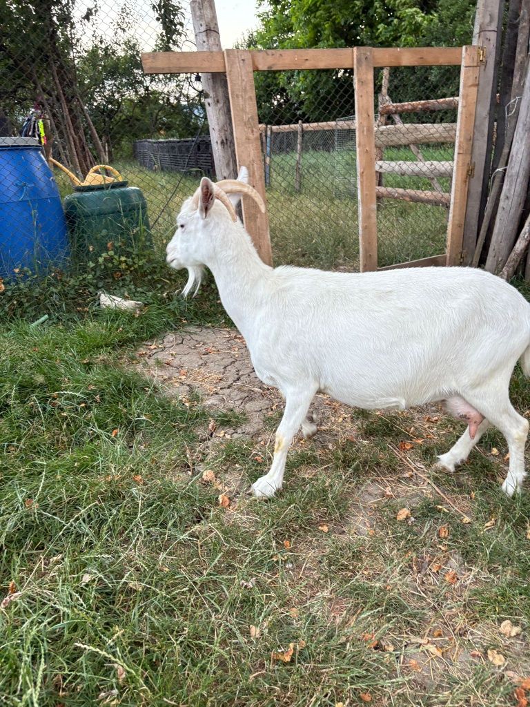 Capră albă de banat