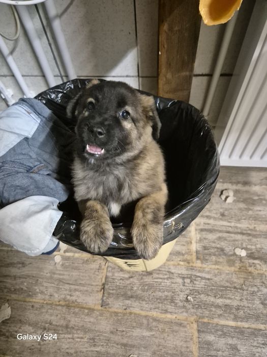 Catelusa de talie mare spre adoptie.