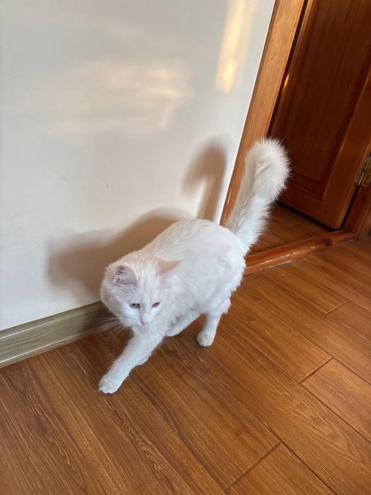 Turk angorasi  (uzun dumli, yumshoq oppoq junli)