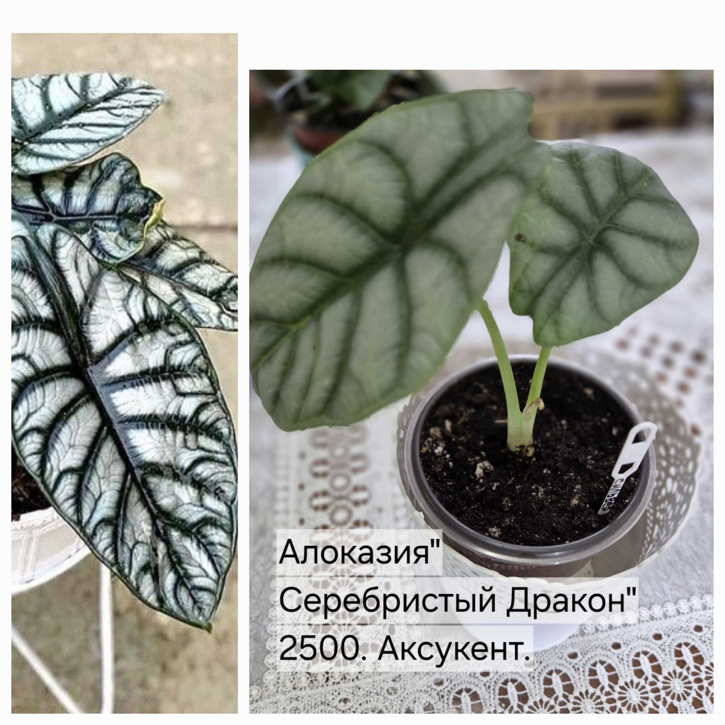 Стрептокарпусы   и другие цветы.
