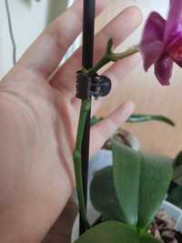 Сортовая орхидея